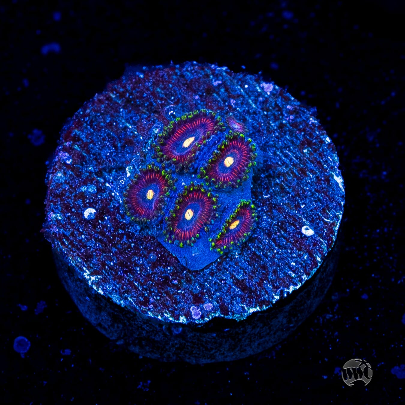 WWC Mini Me Zoanthids