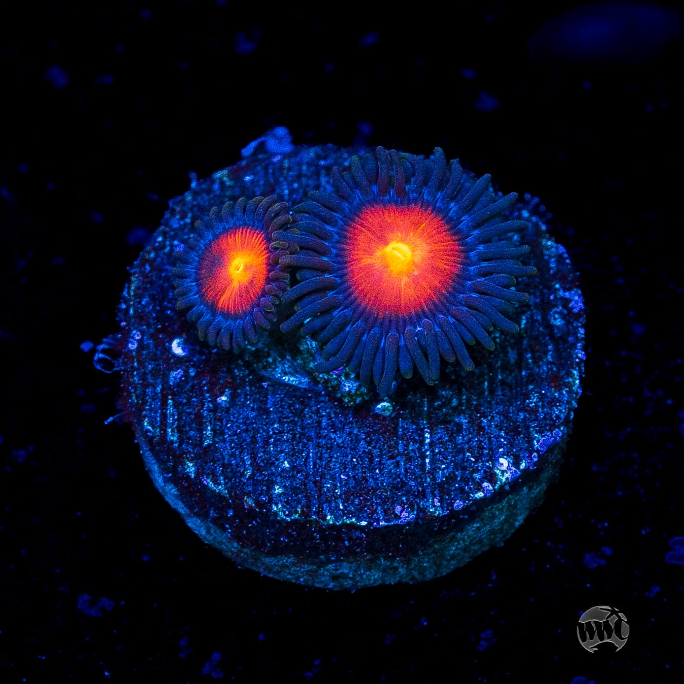 WWC Burning Mans Zoanthids