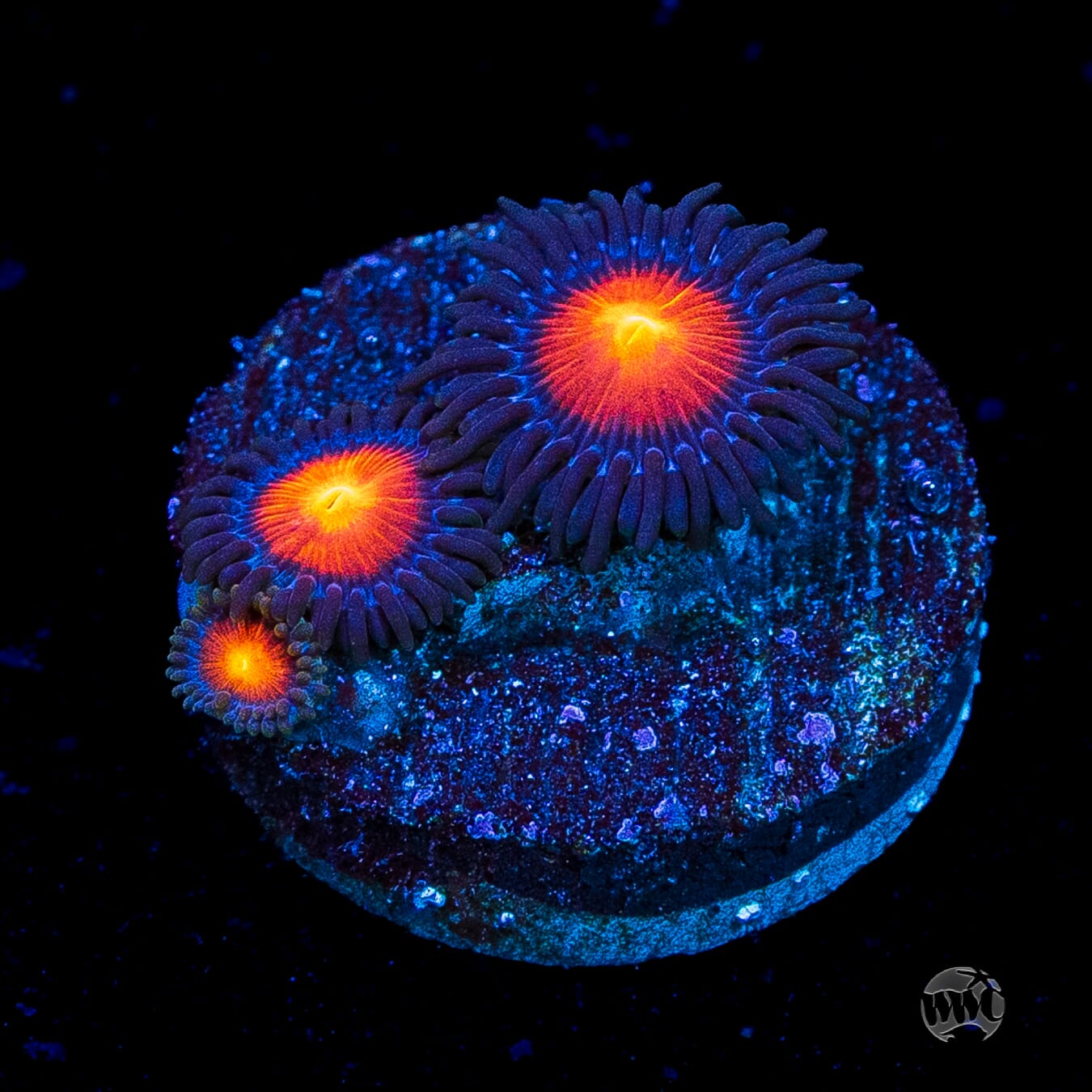 WWC Burning Mans Zoanthids