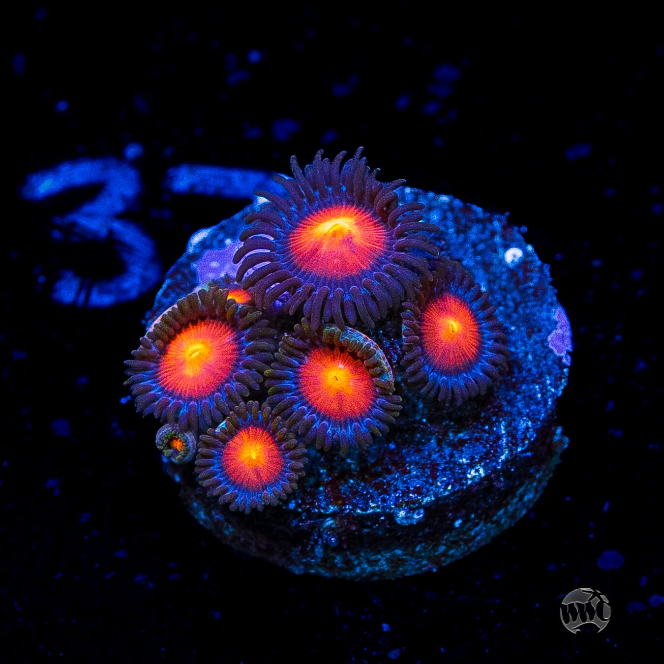 WWC Burning Mans Zoanthids