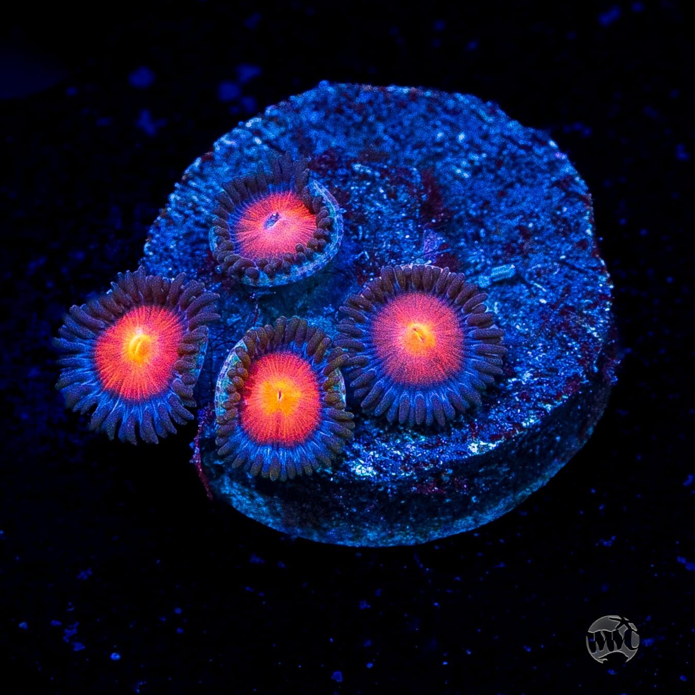 WWC Burning Mans Zoanthids