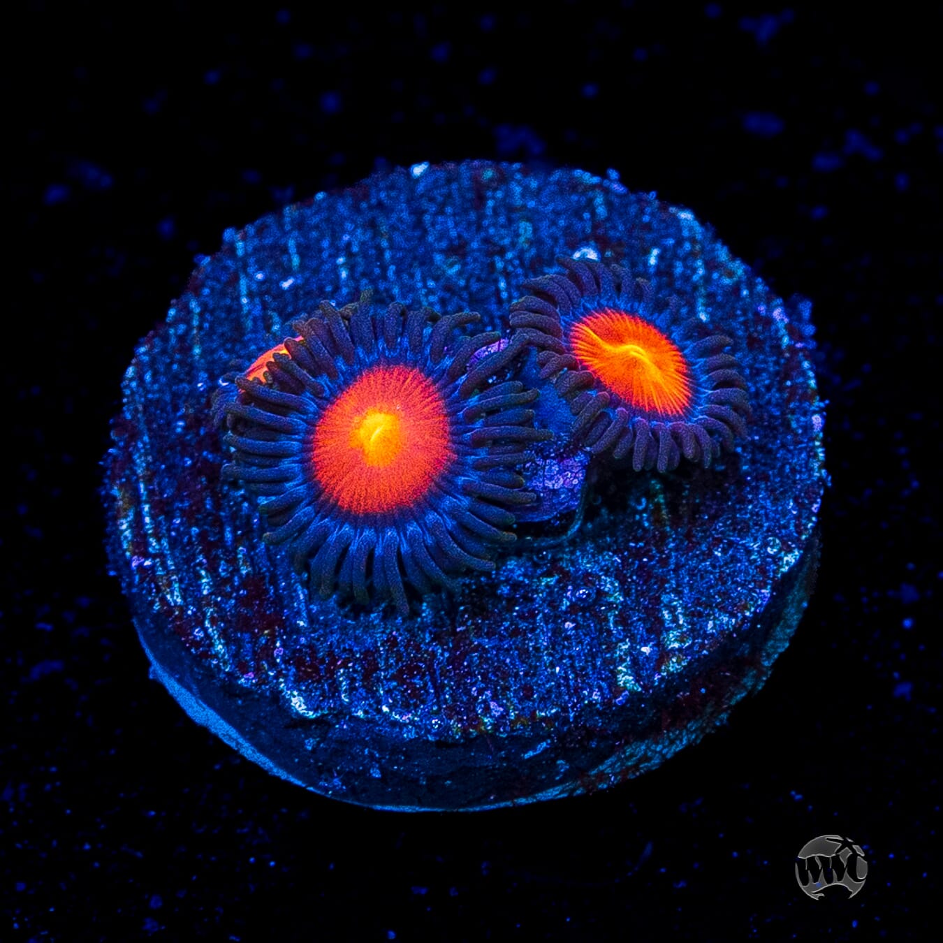 WWC Burning Mans Zoanthids