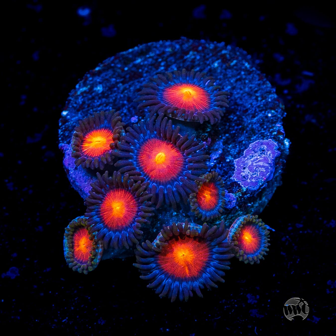 WWC Burning Mans Zoanthids