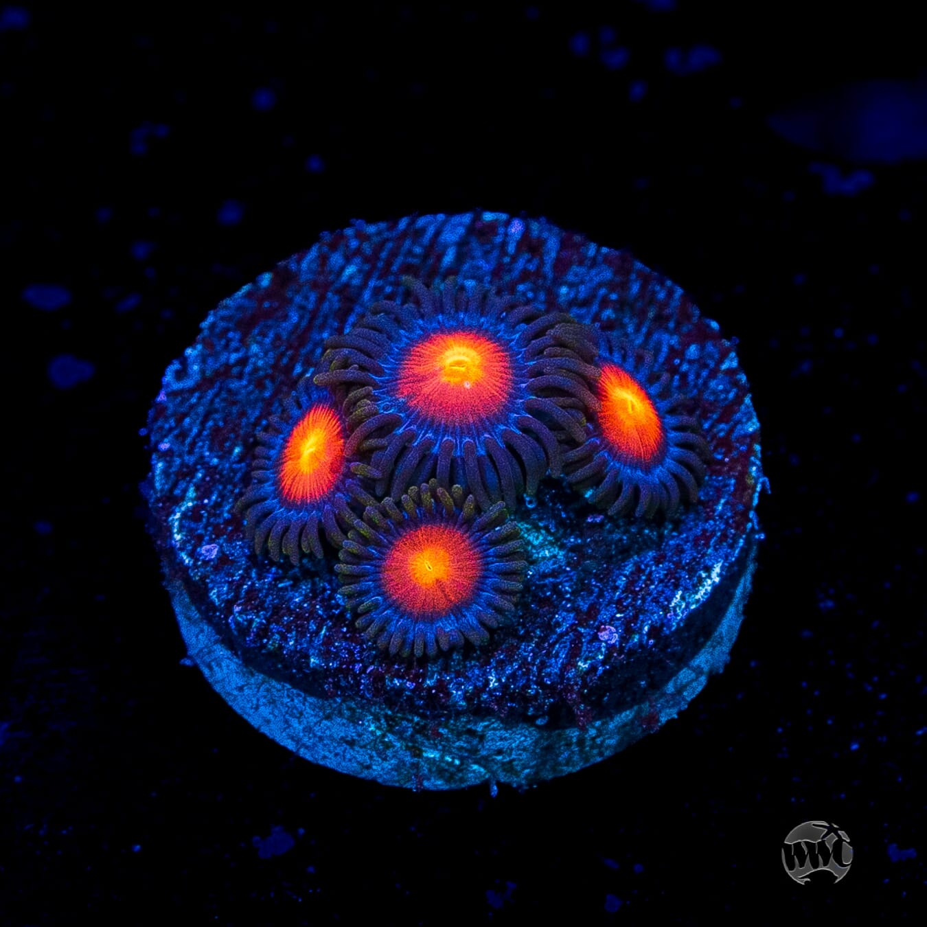 WWC Burning Mans Zoanthids