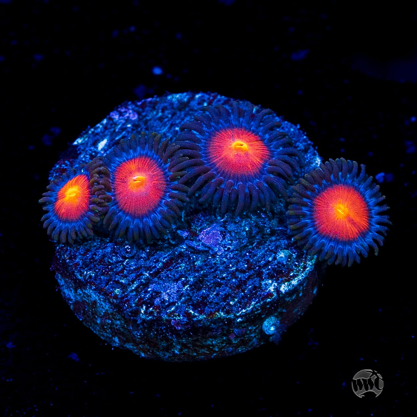 WWC Burning Mans Zoanthids