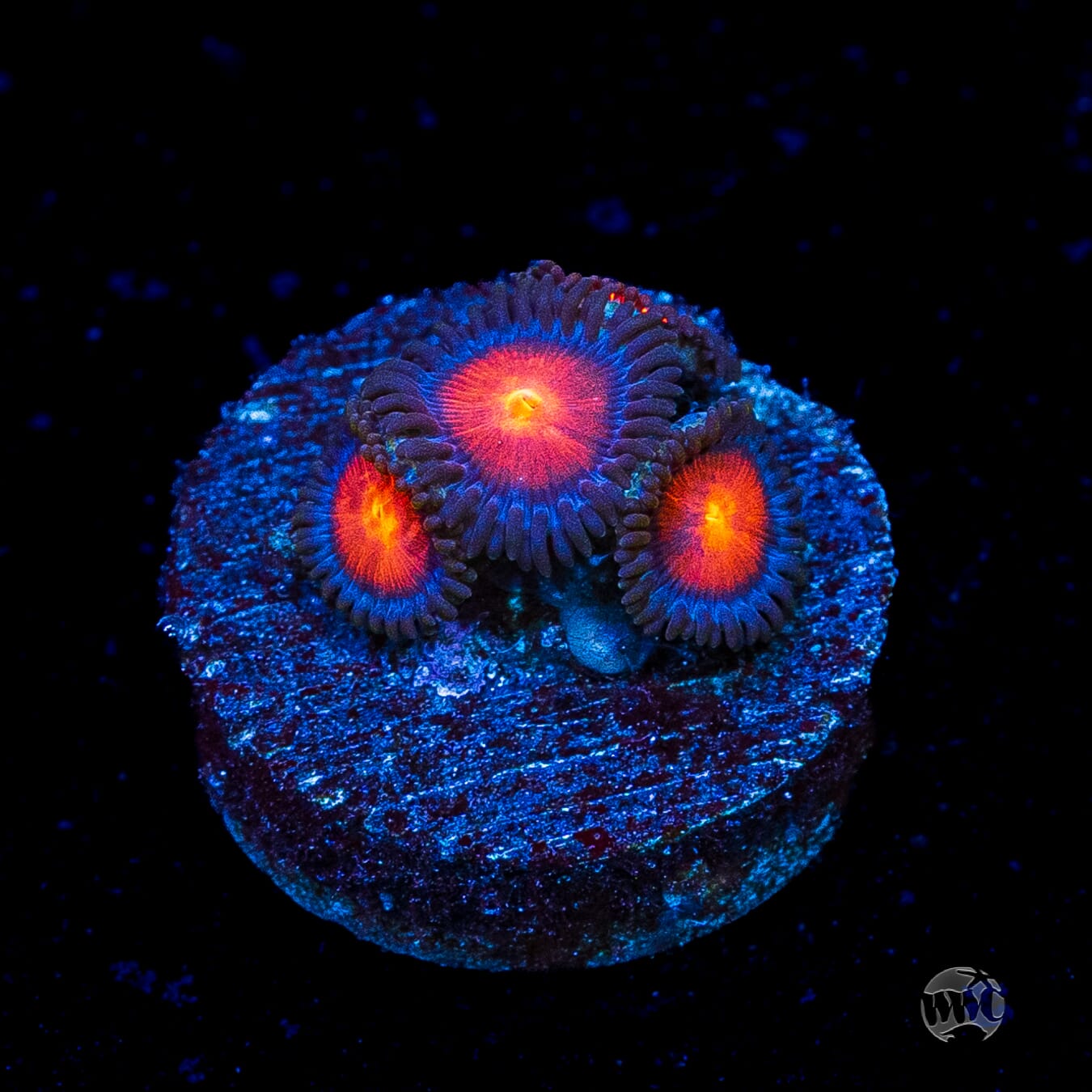 WWC Burning Mans Zoanthids