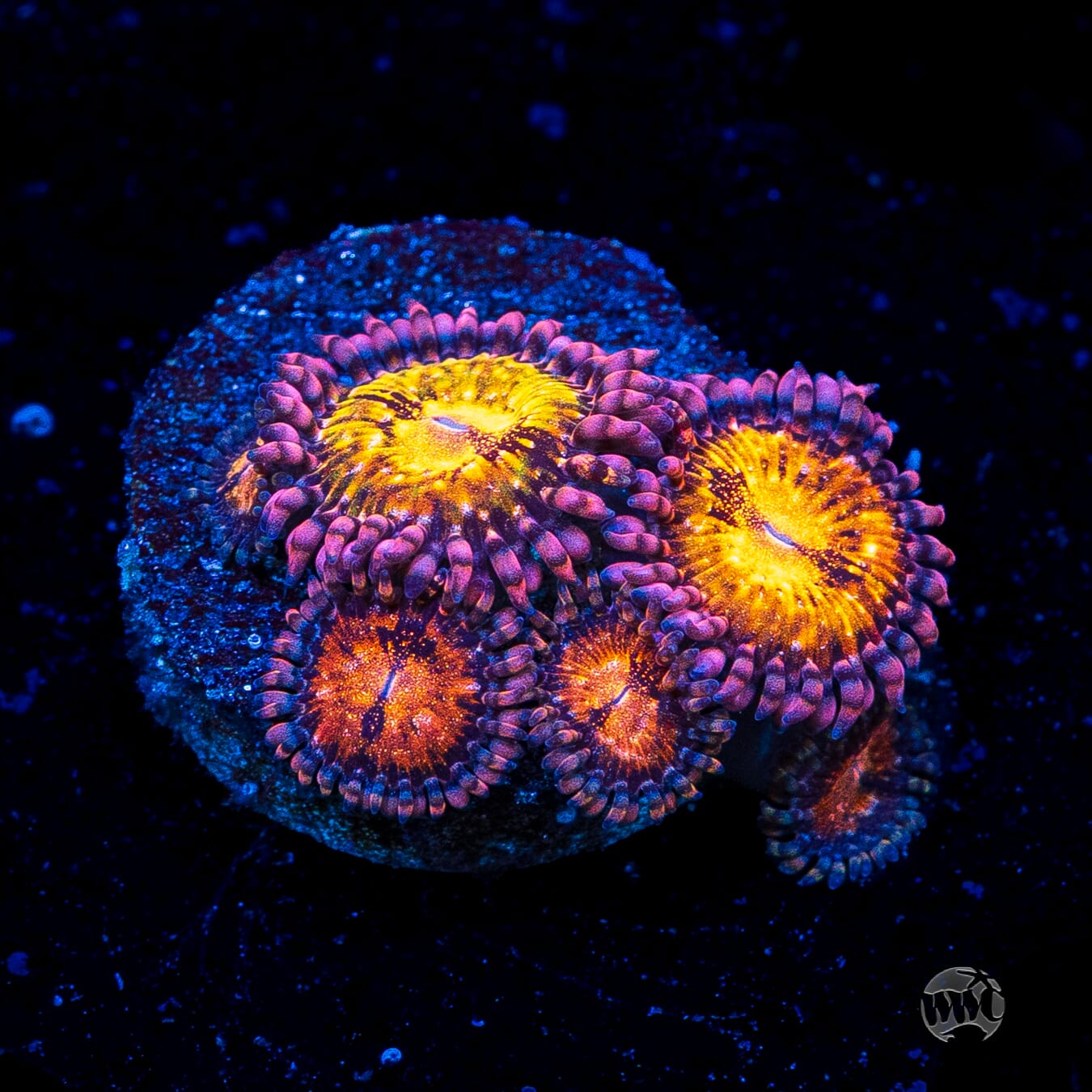 WWC Pandoras Zoanthids