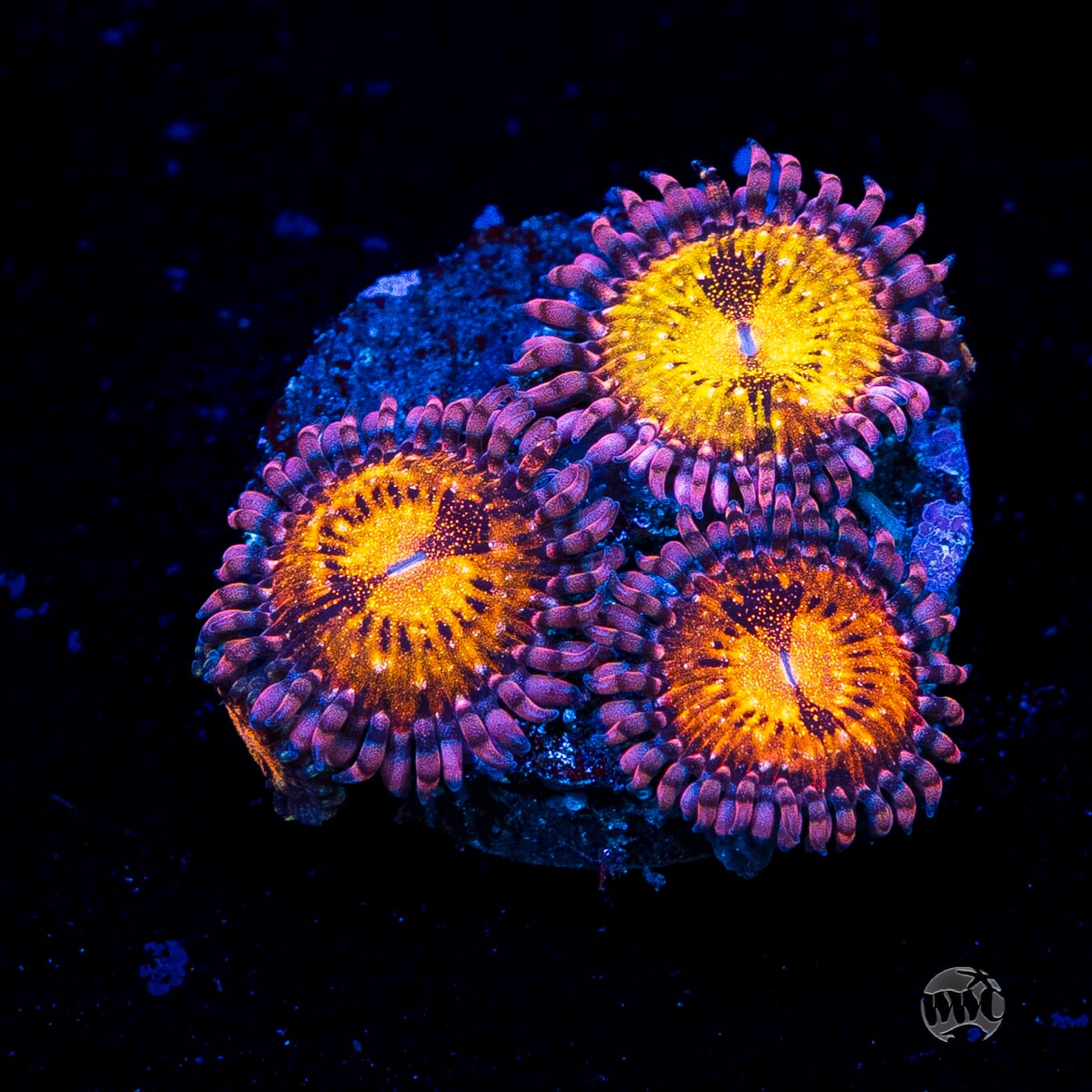 WWC Pandoras Zoanthids