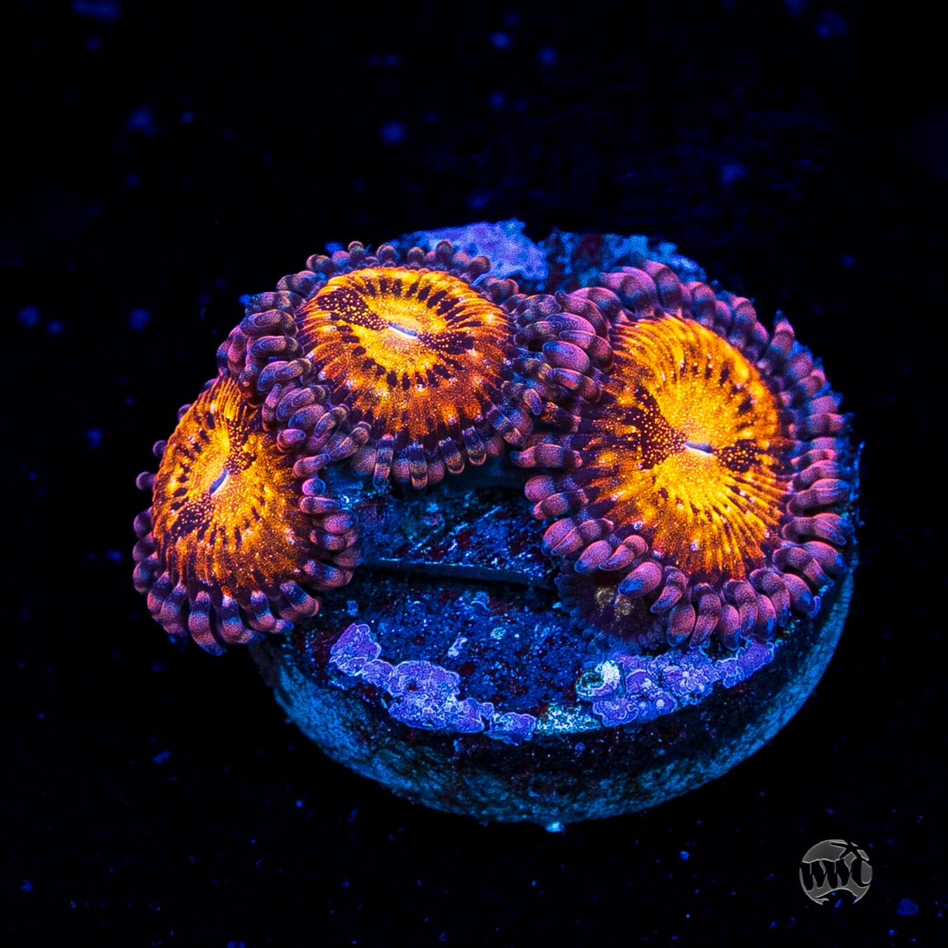WWC Pandoras Zoanthids