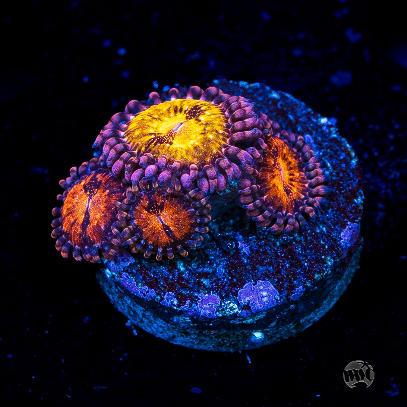 WWC Pandoras Zoanthids