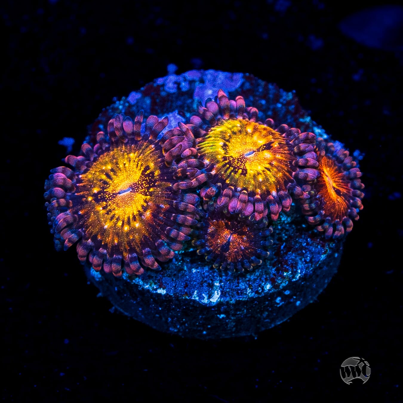 WWC Pandoras Zoanthids