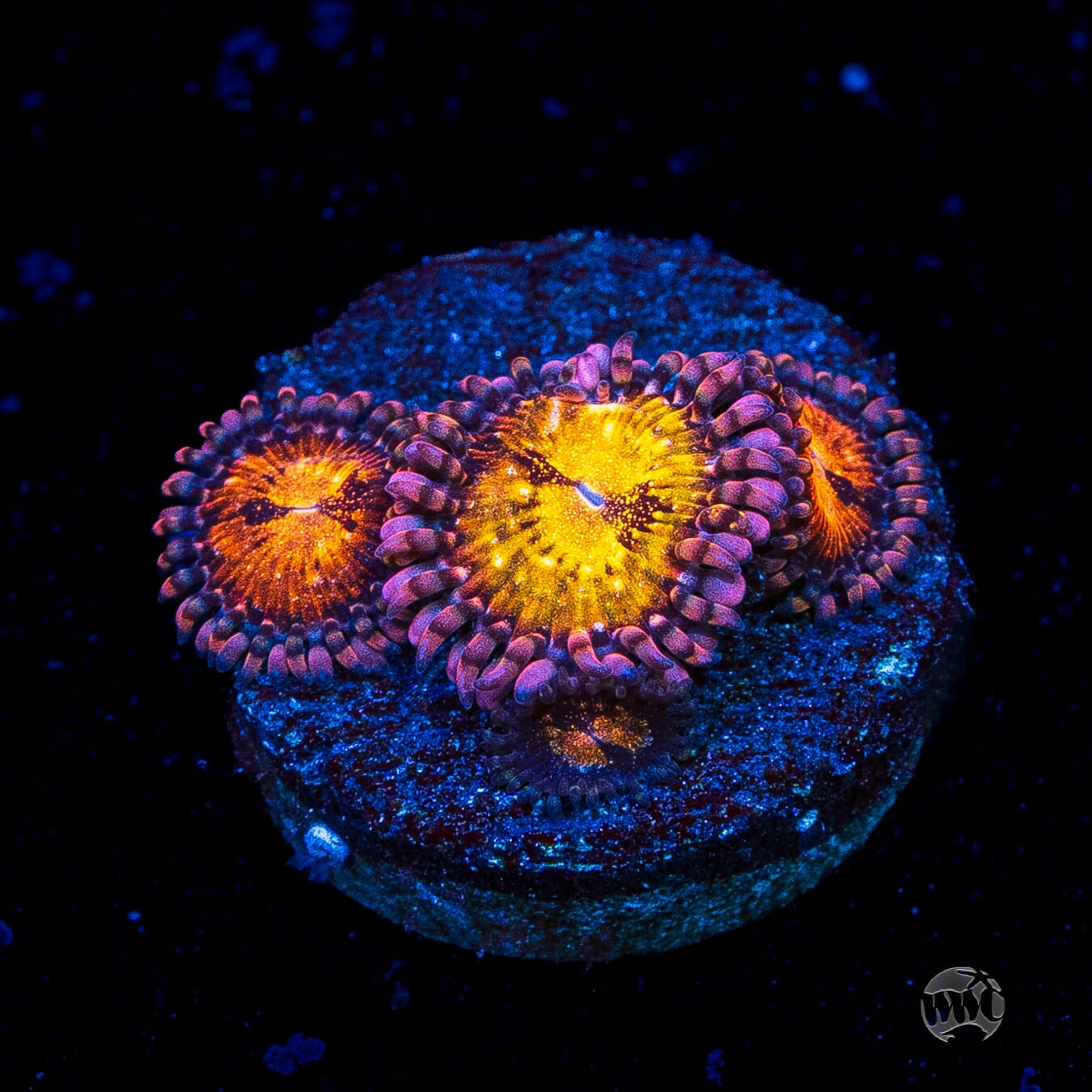 WWC Pandoras Zoanthids