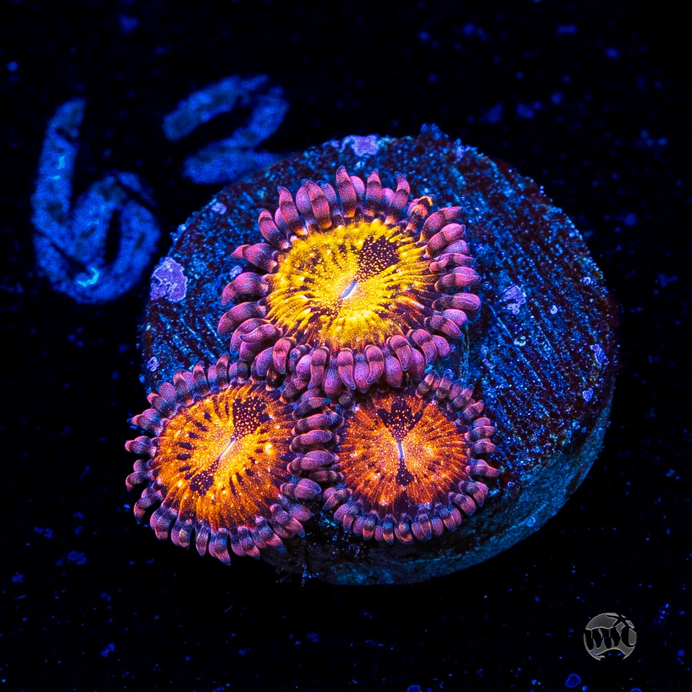 WWC Pandoras Zoanthids