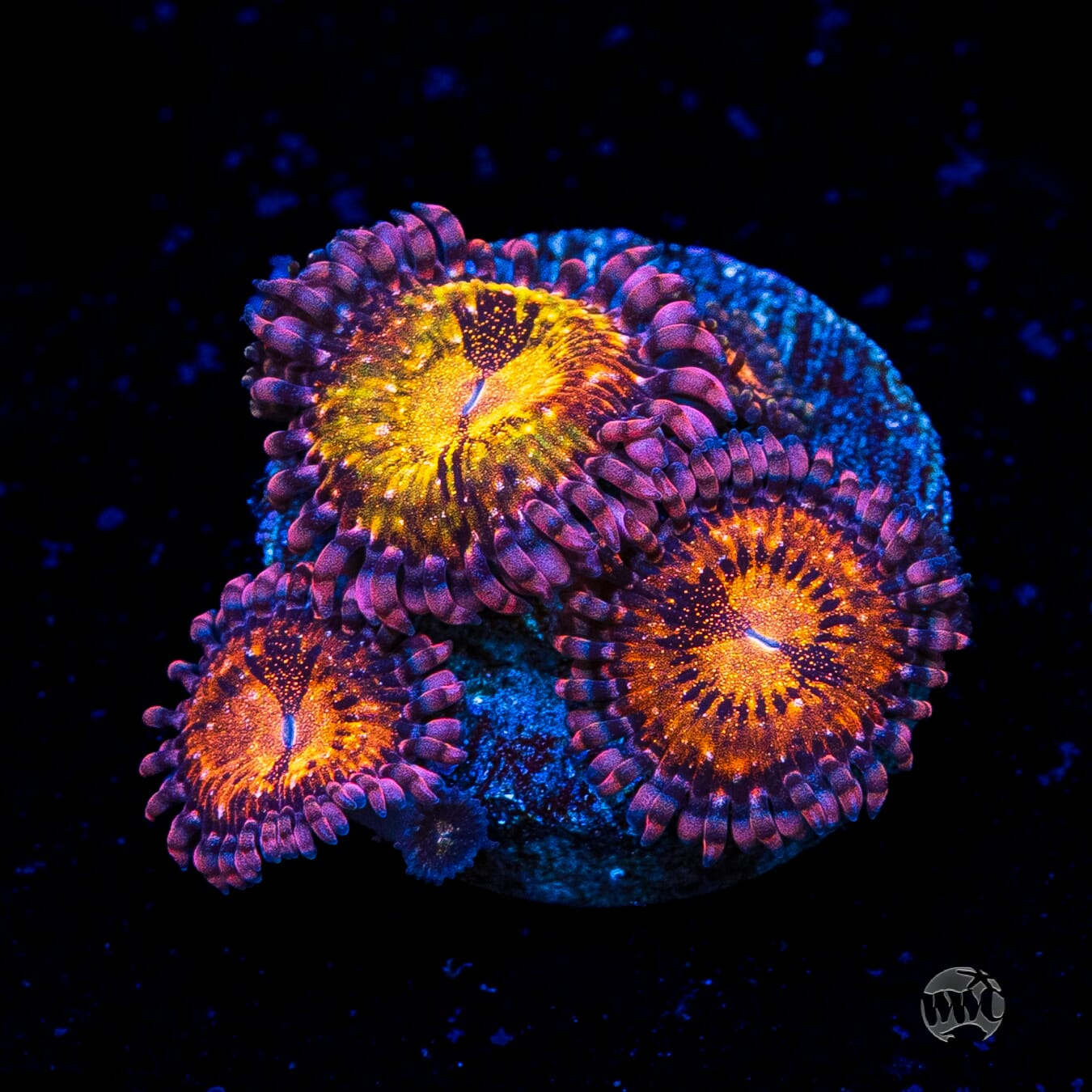 WWC Pandoras Zoanthids