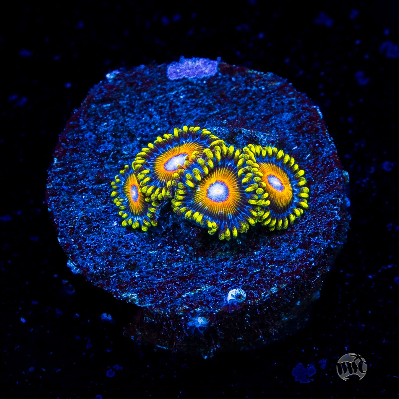 Super Saiyan Zoanthids