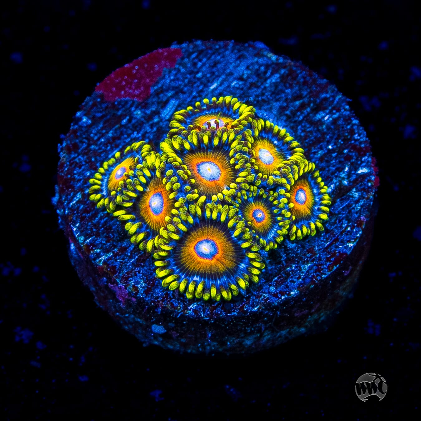 Super Saiyan Zoanthids