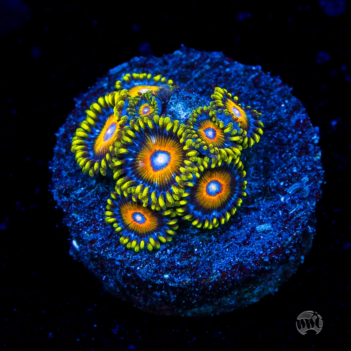 Super Saiyan Zoanthids
