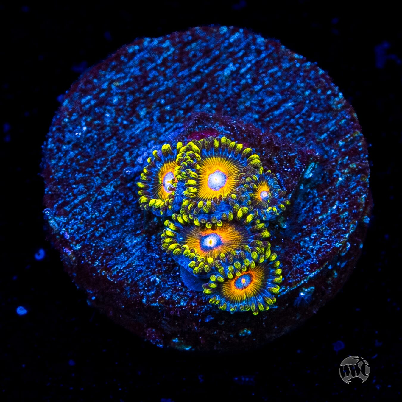 Super Saiyan Zoanthids