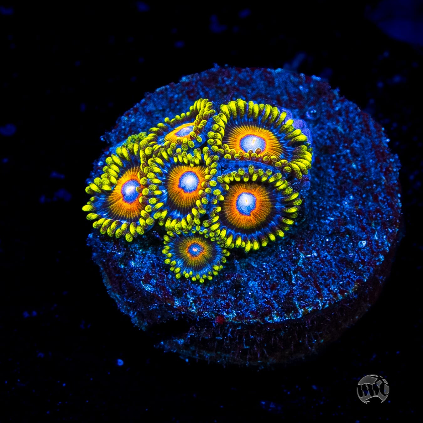 Super Saiyan Zoanthids