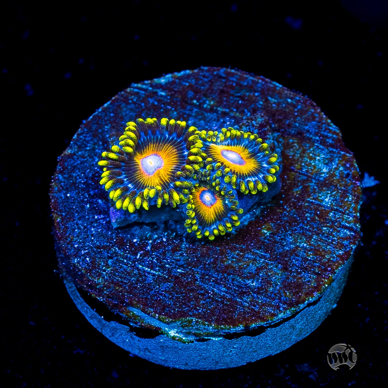 Super Saiyan Zoanthids