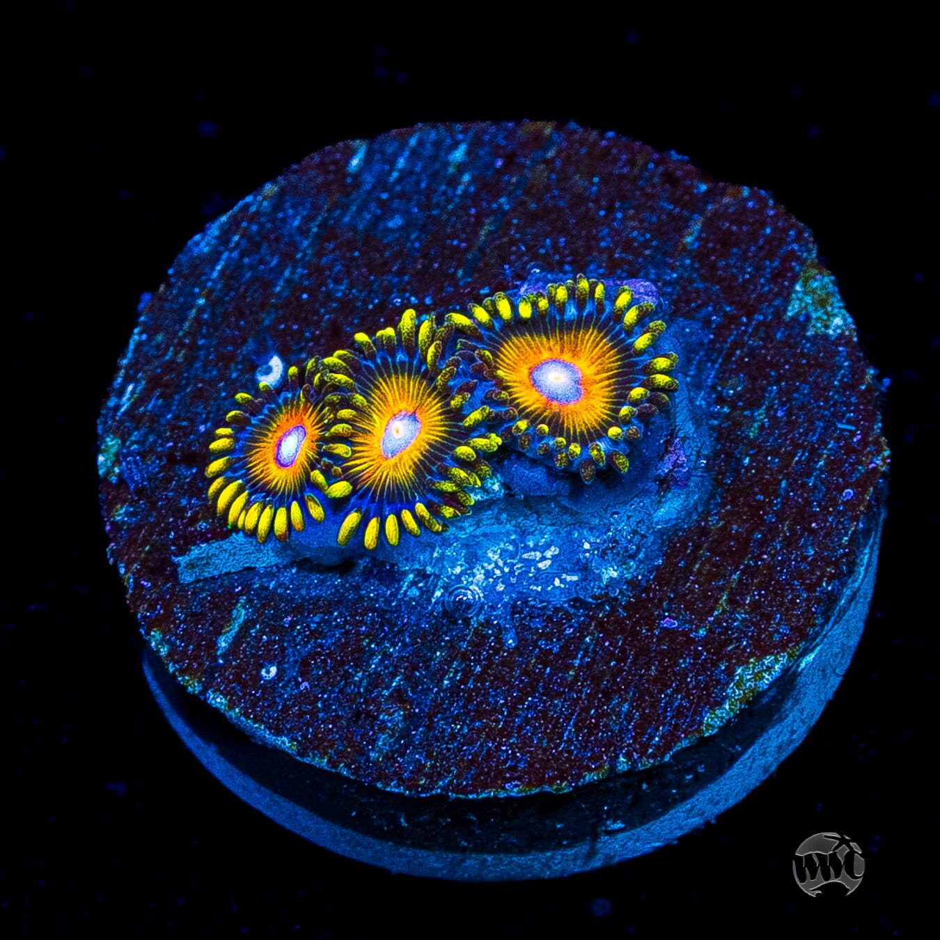 Super Saiyan Zoanthids