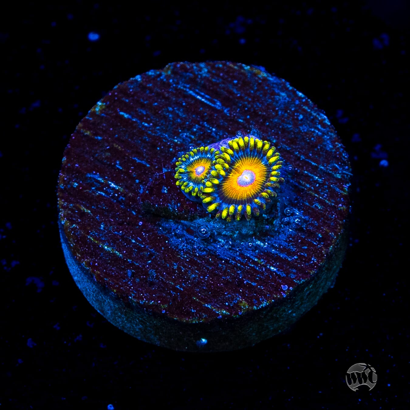 Super Saiyan Zoanthids