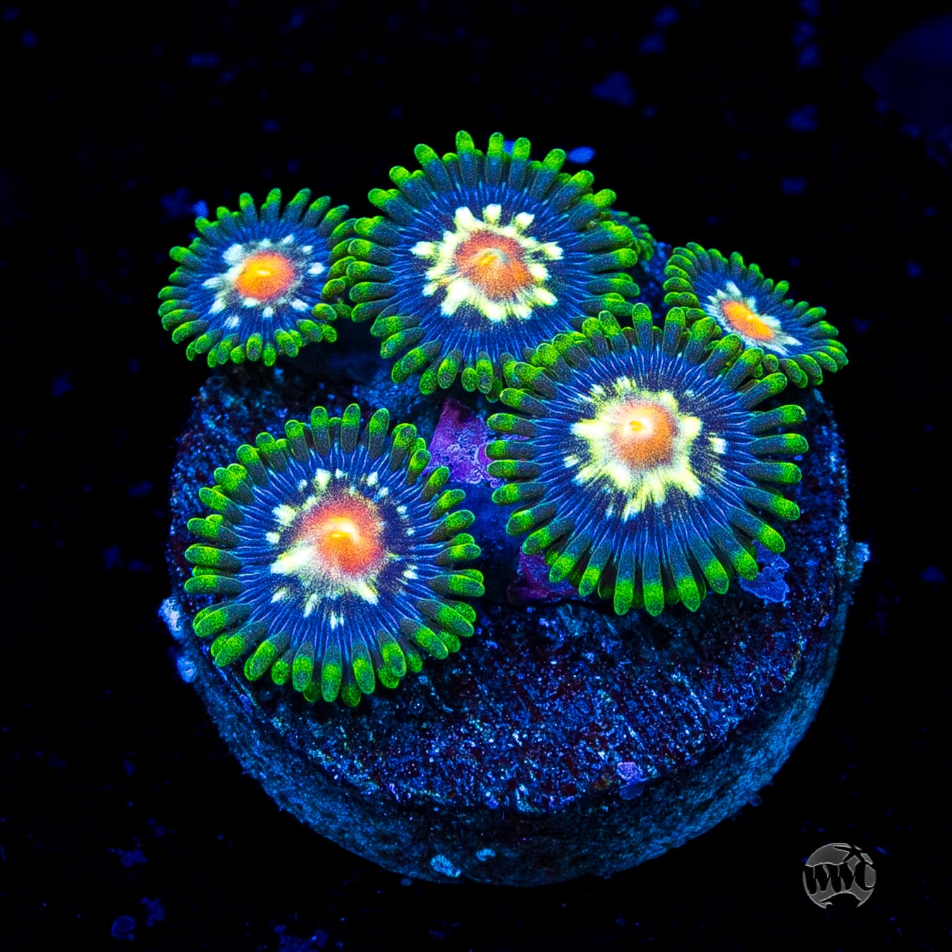Jason Fox Stargazer Zoanthids