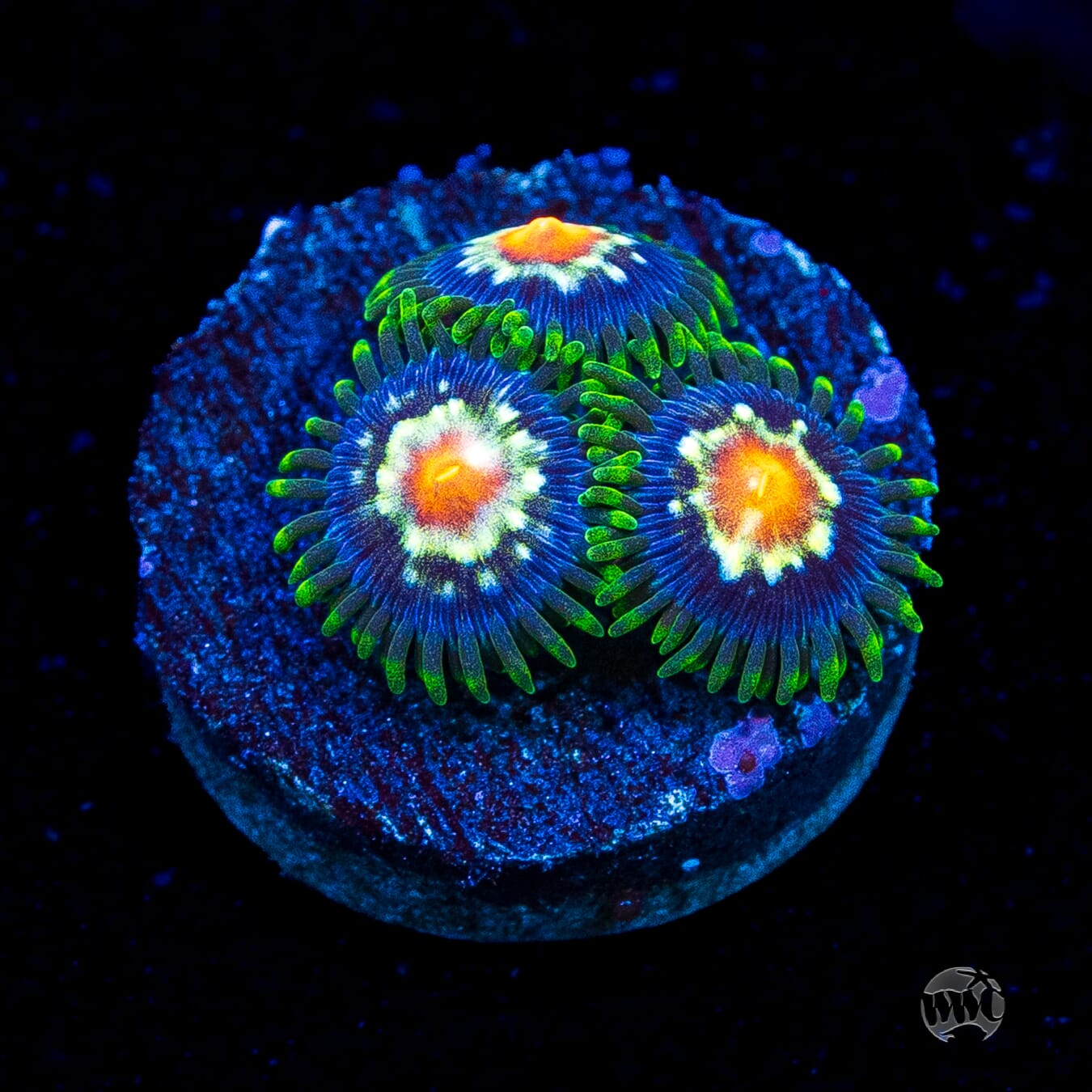 Jason Fox Stargazer Zoanthids