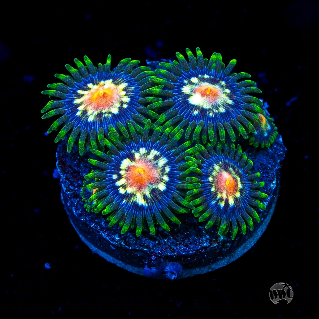 Jason Fox Stargazer Zoanthids