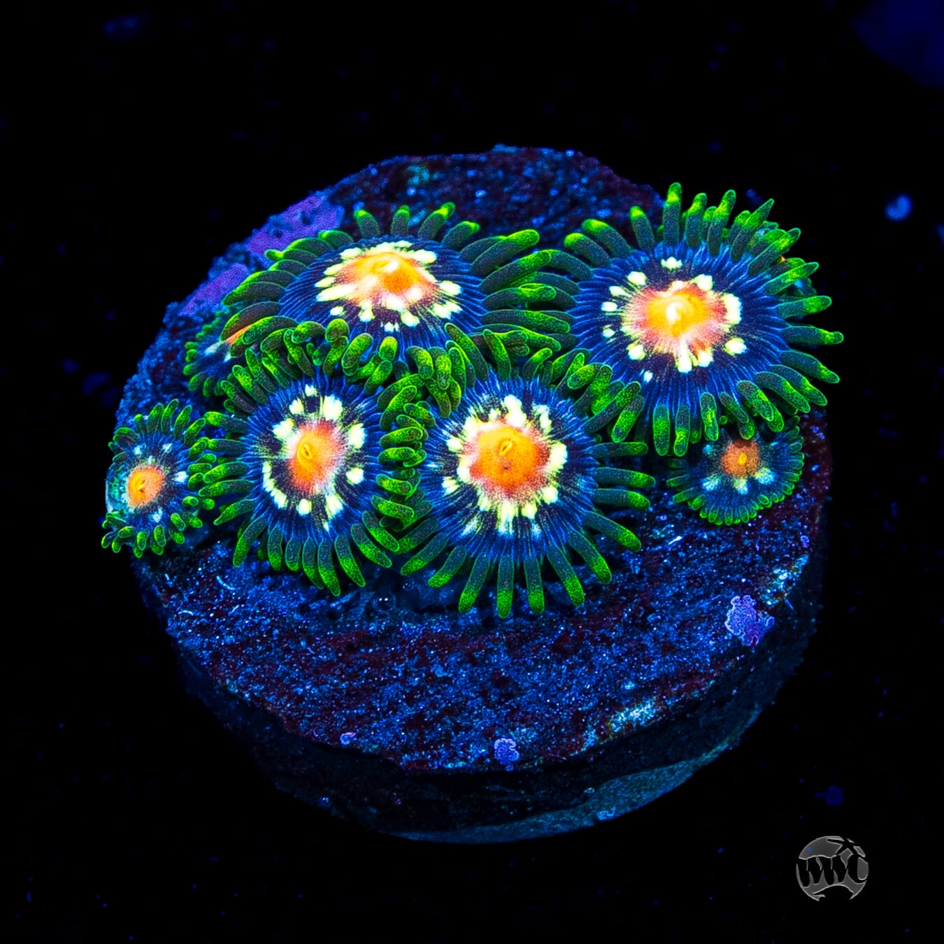 Jason Fox Stargazer Zoanthids