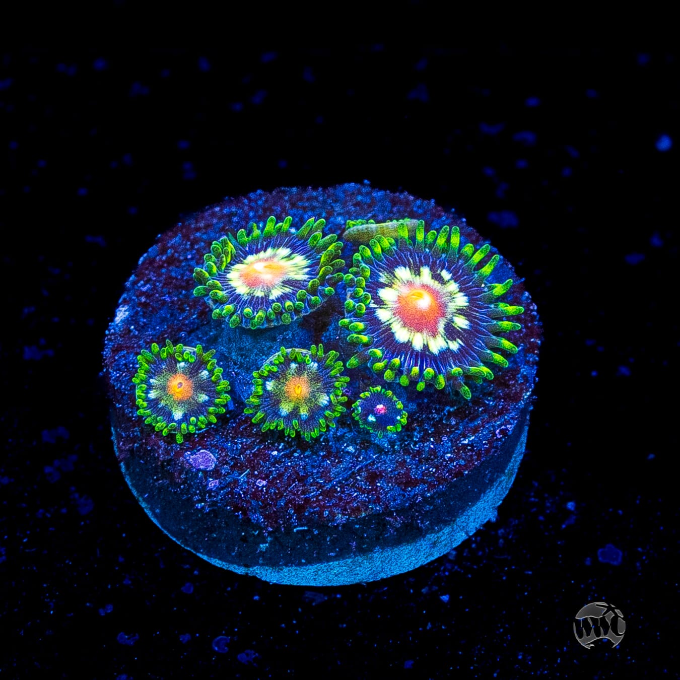 Jason Fox Stargazer Zoanthids