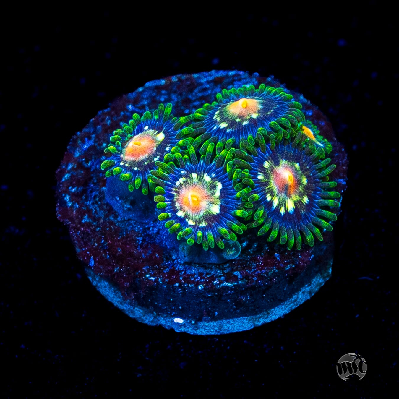 Jason Fox Stargazer Zoanthids