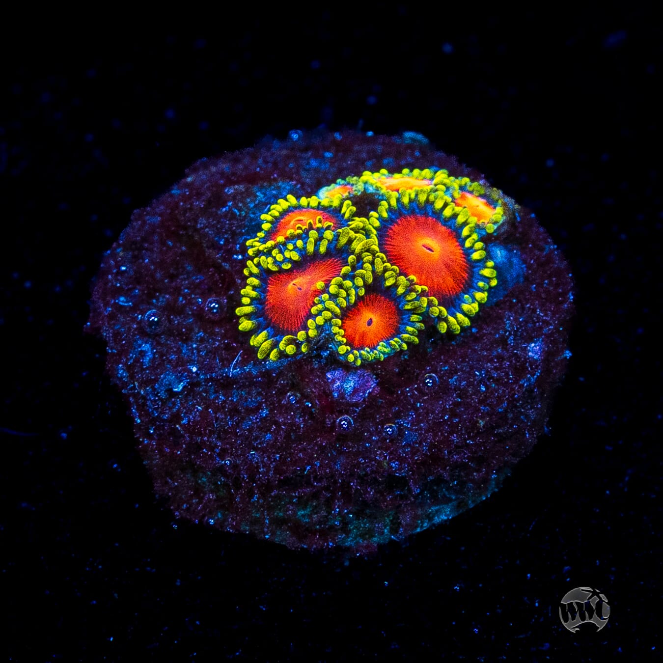 WWC Rising Sun Zoanthids