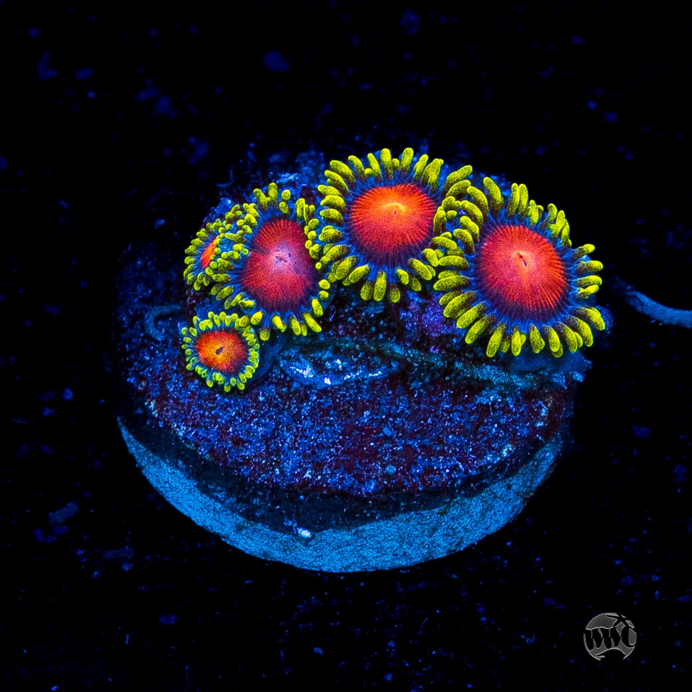 WWC Rising Sun Zoanthids