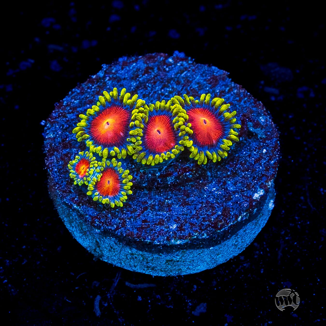 WWC Rising Sun Zoanthids