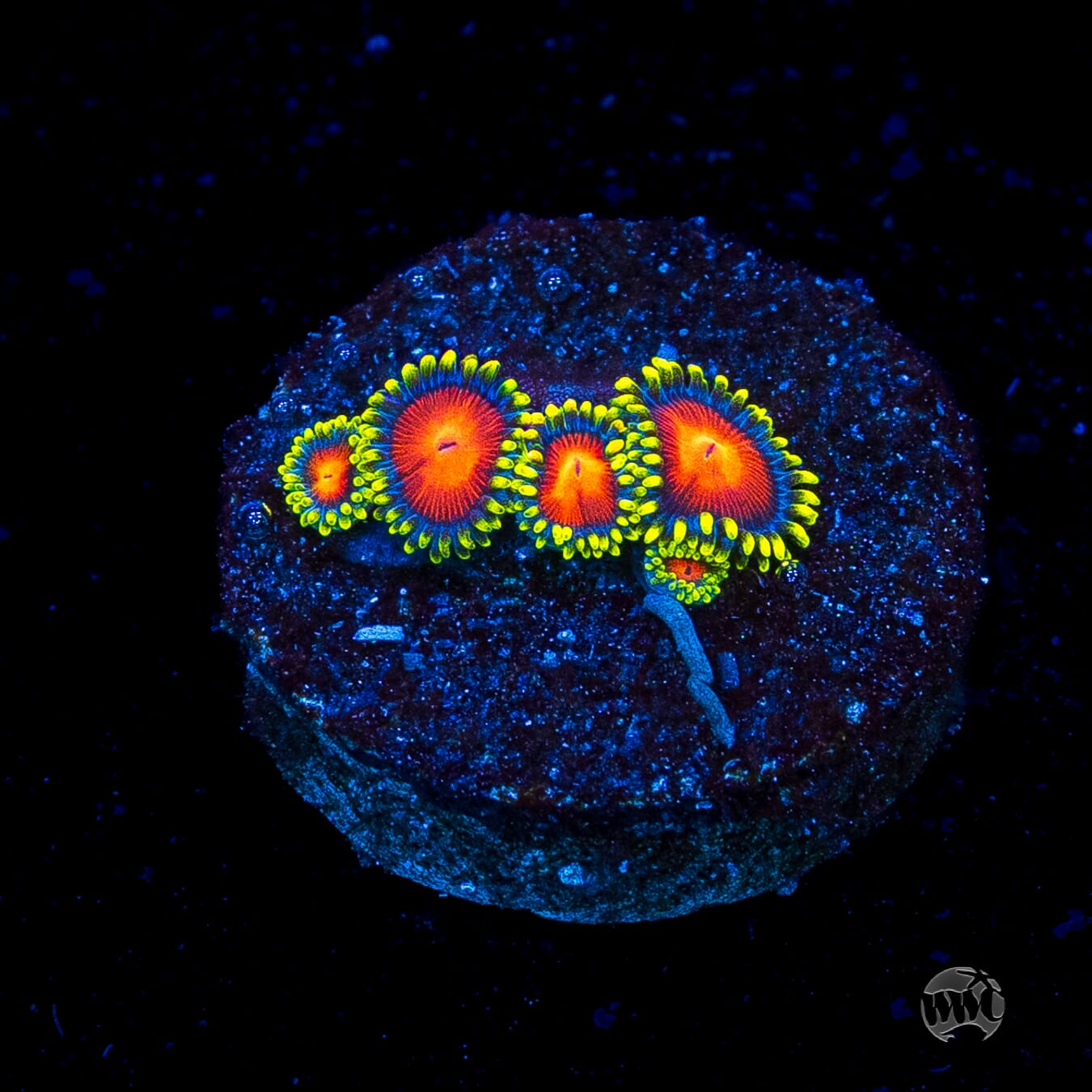 WWC Rising Sun Zoanthids