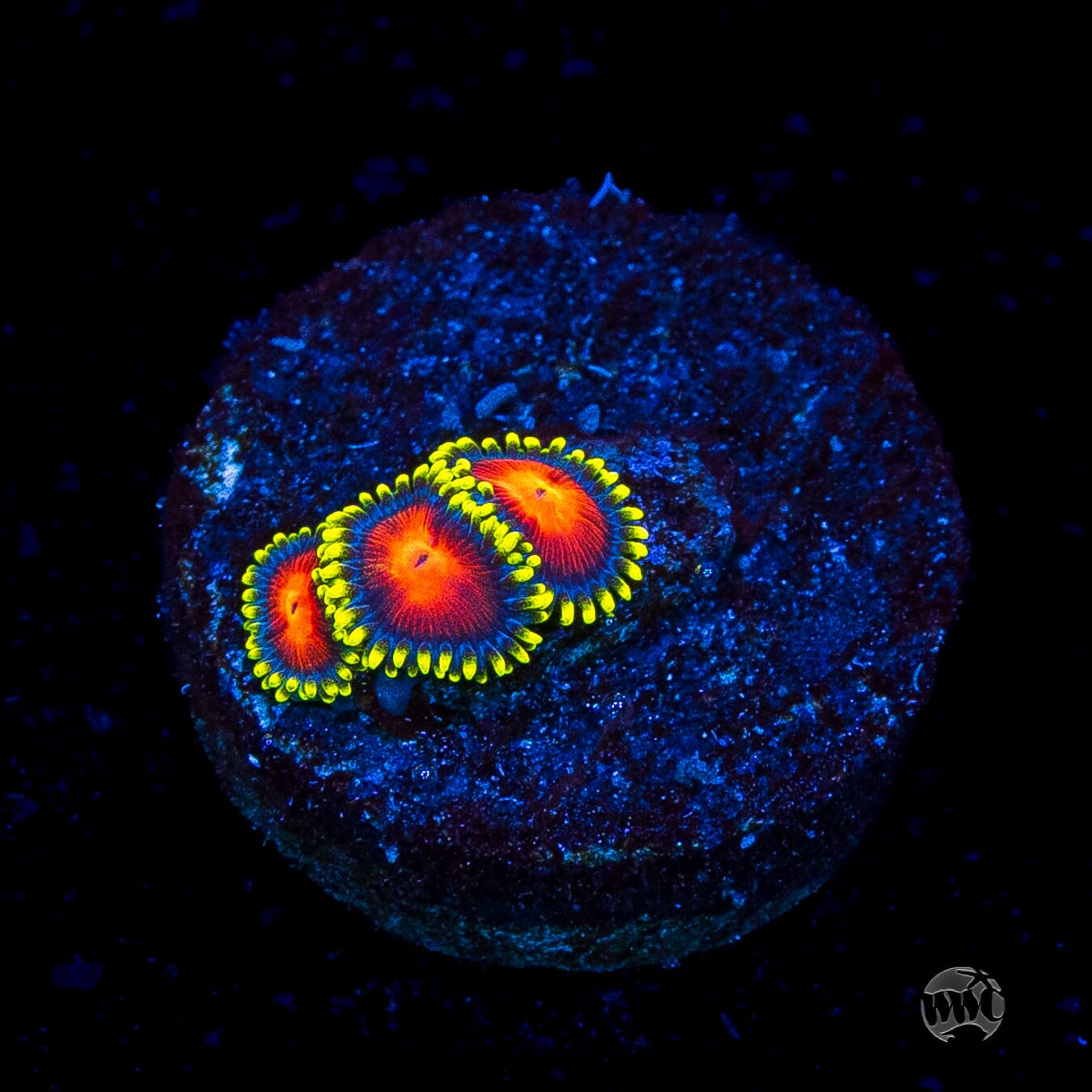 WWC Rising Sun Zoanthids