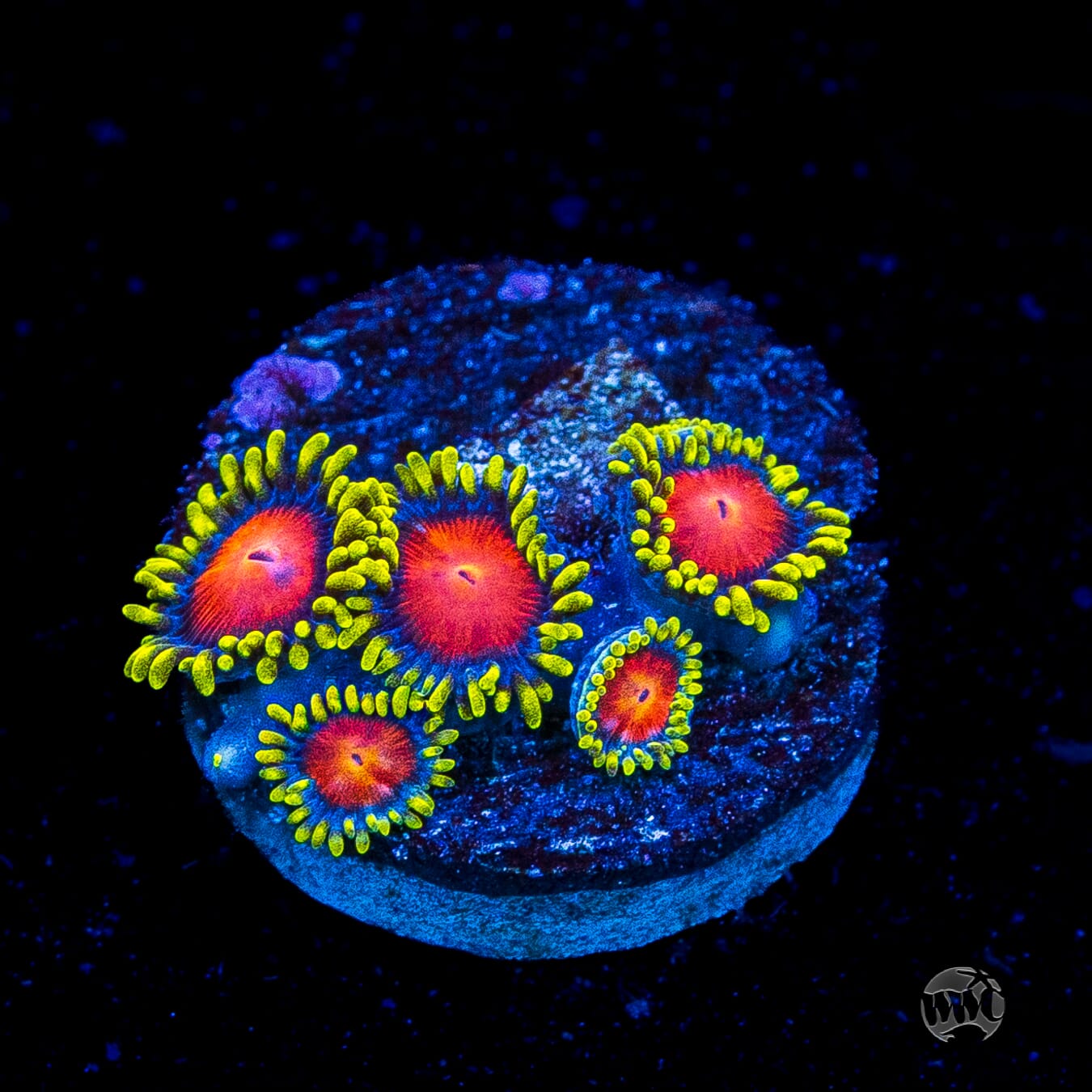 WWC Rising Sun Zoanthids