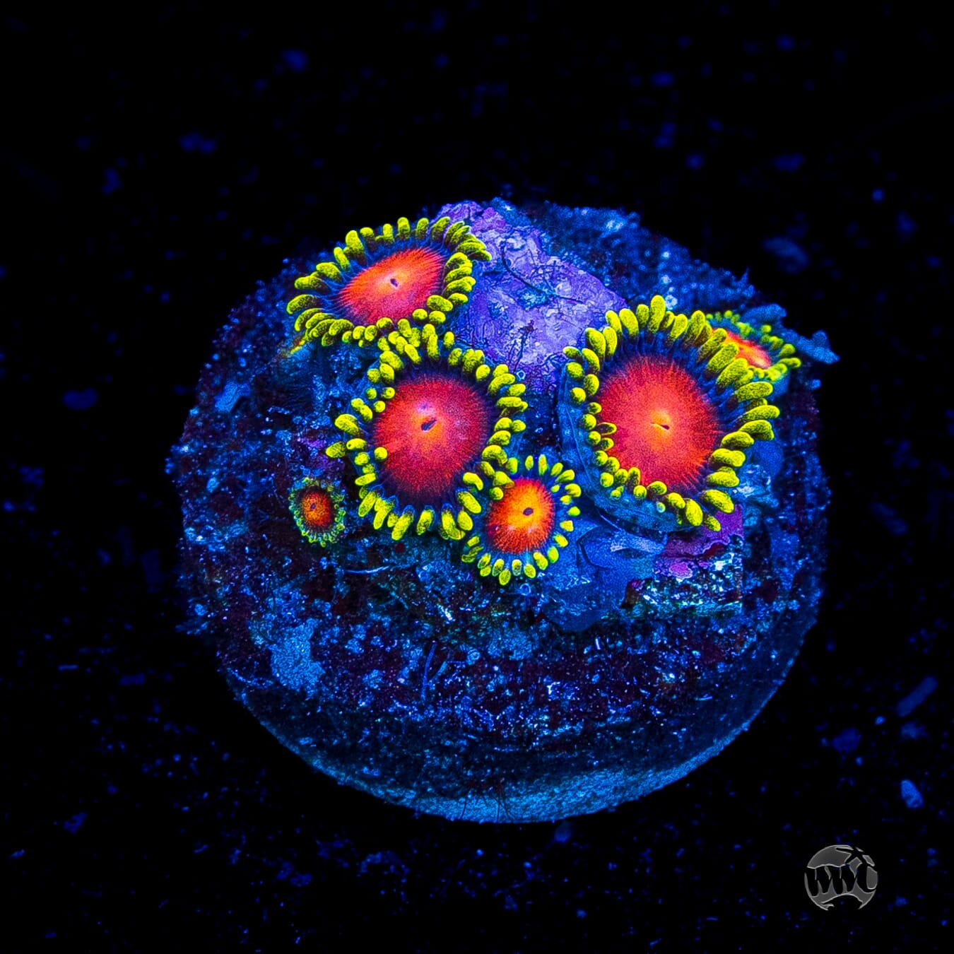 WWC Rising Sun Zoanthids