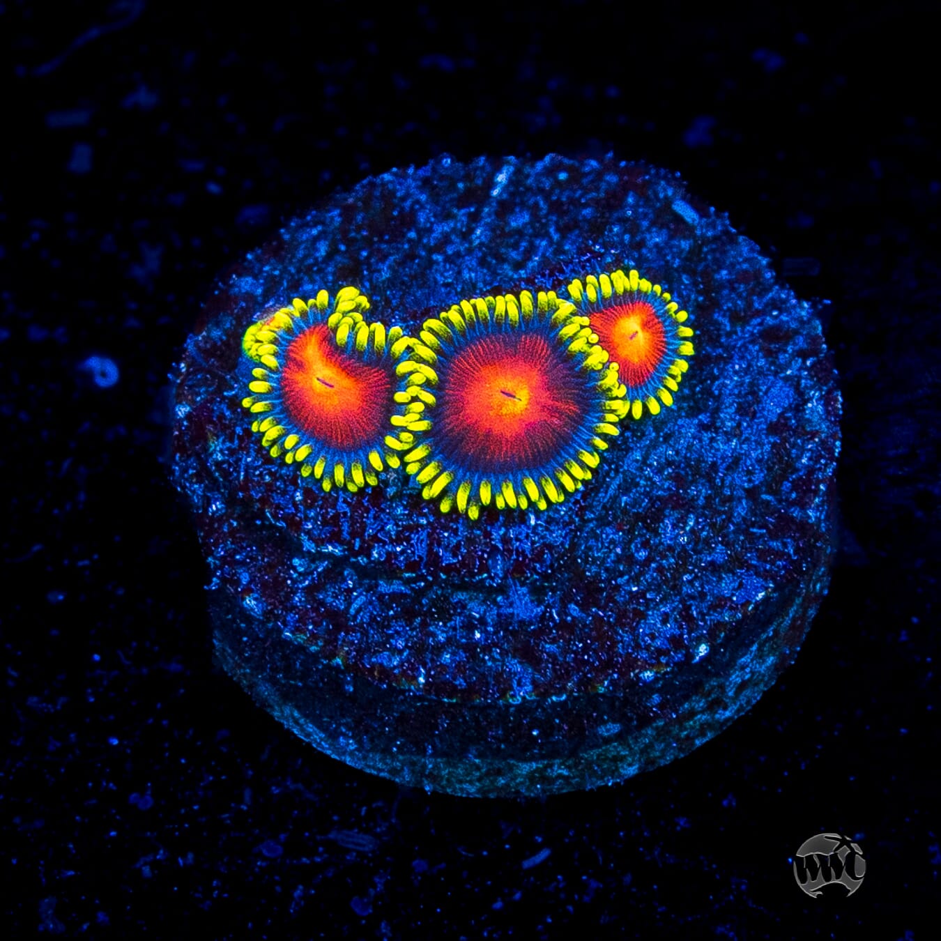 未開封 SCARE CROW参加 \