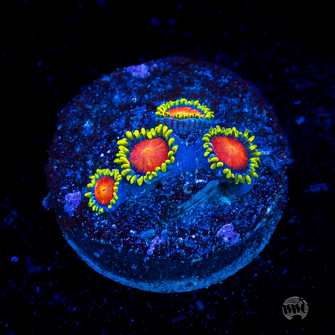WWC Rising Sun Zoanthids