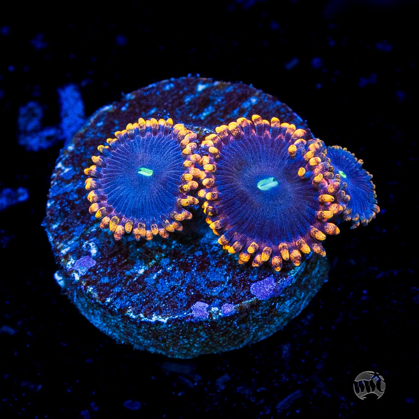 WWC Ultimate Chaos Zoanthids