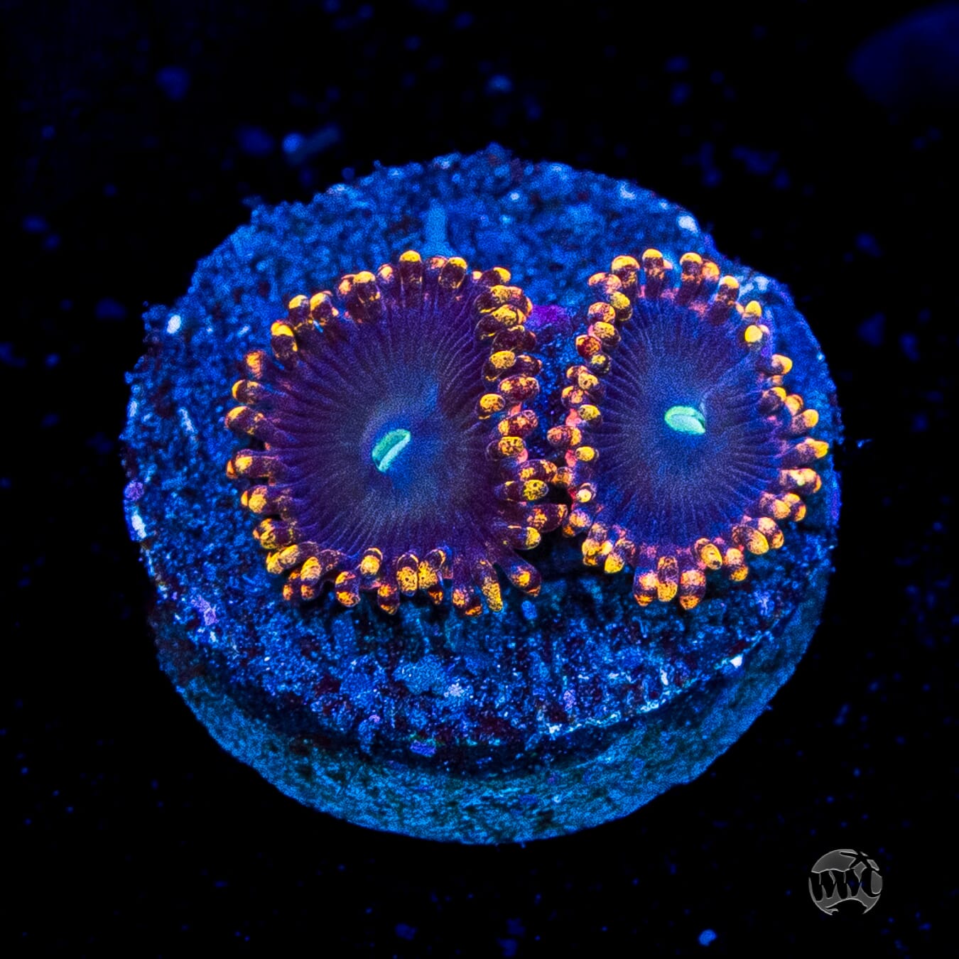 WWC Ultimate Chaos Zoanthids