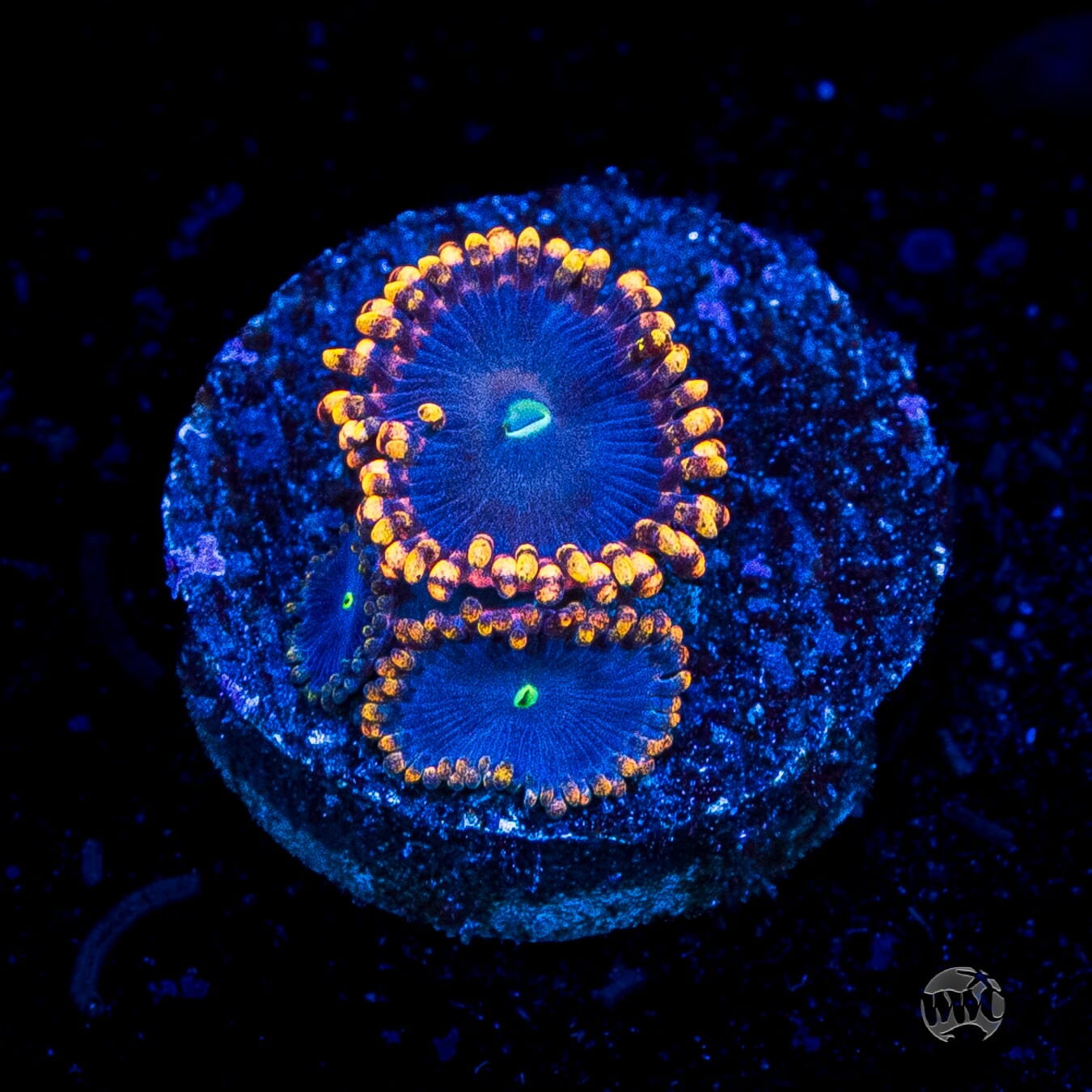 WWC Ultimate Chaos Zoanthids