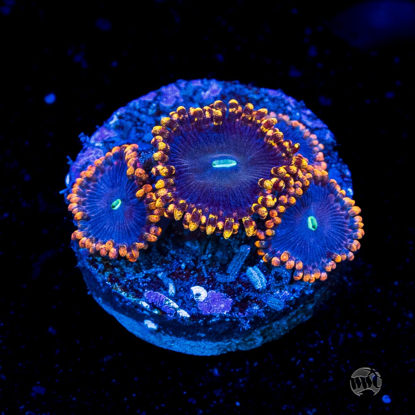 WWC Ultimate Chaos Zoanthids