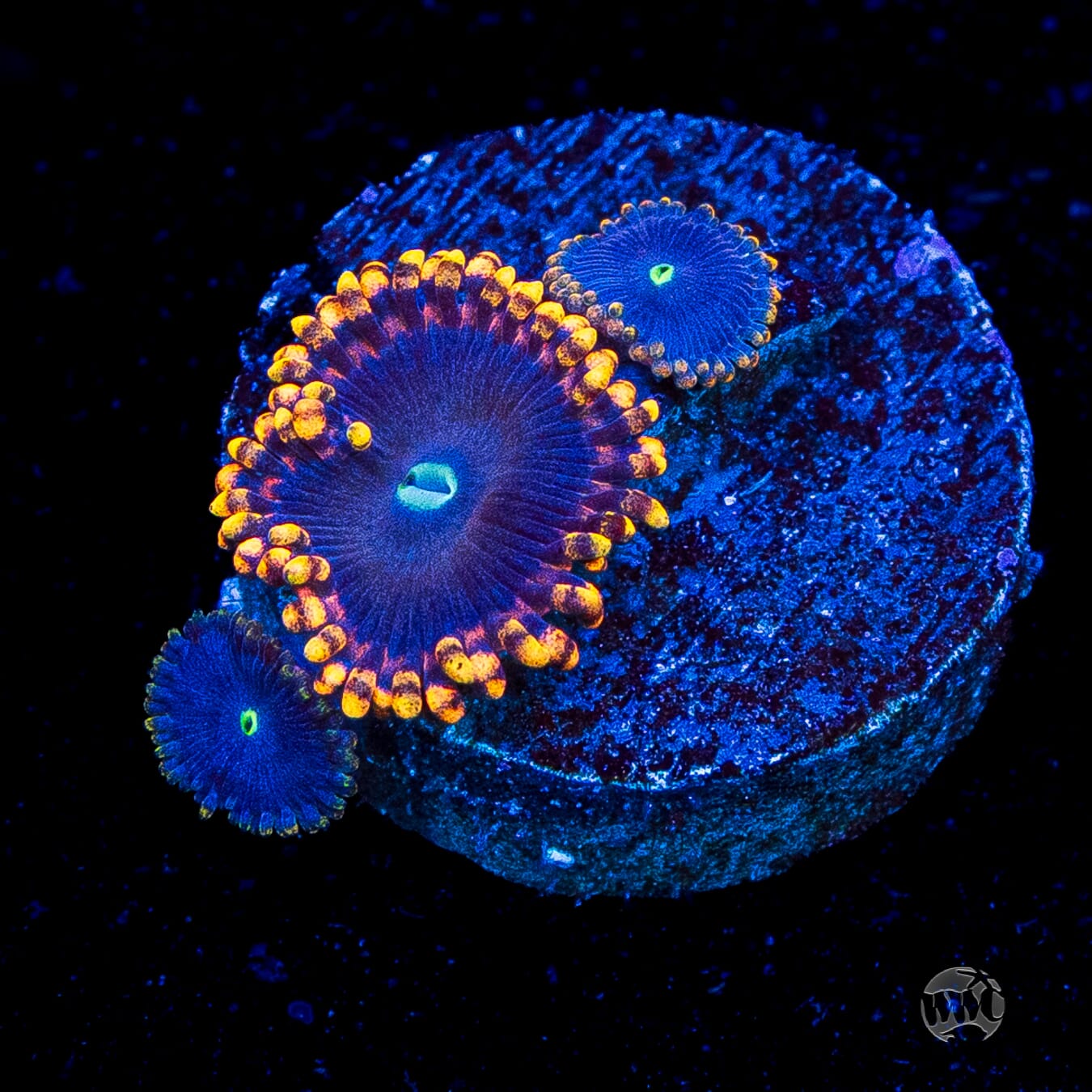 WWC Ultimate Chaos Zoanthids
