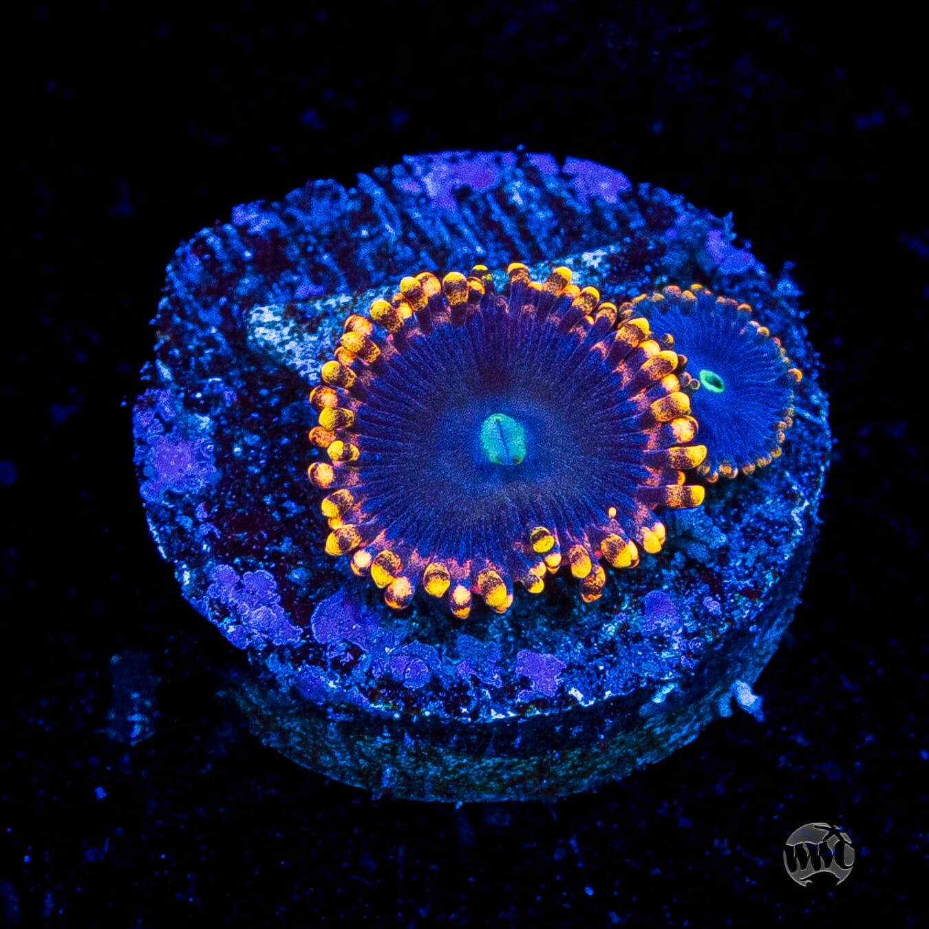 WWC Ultimate Chaos Zoanthids