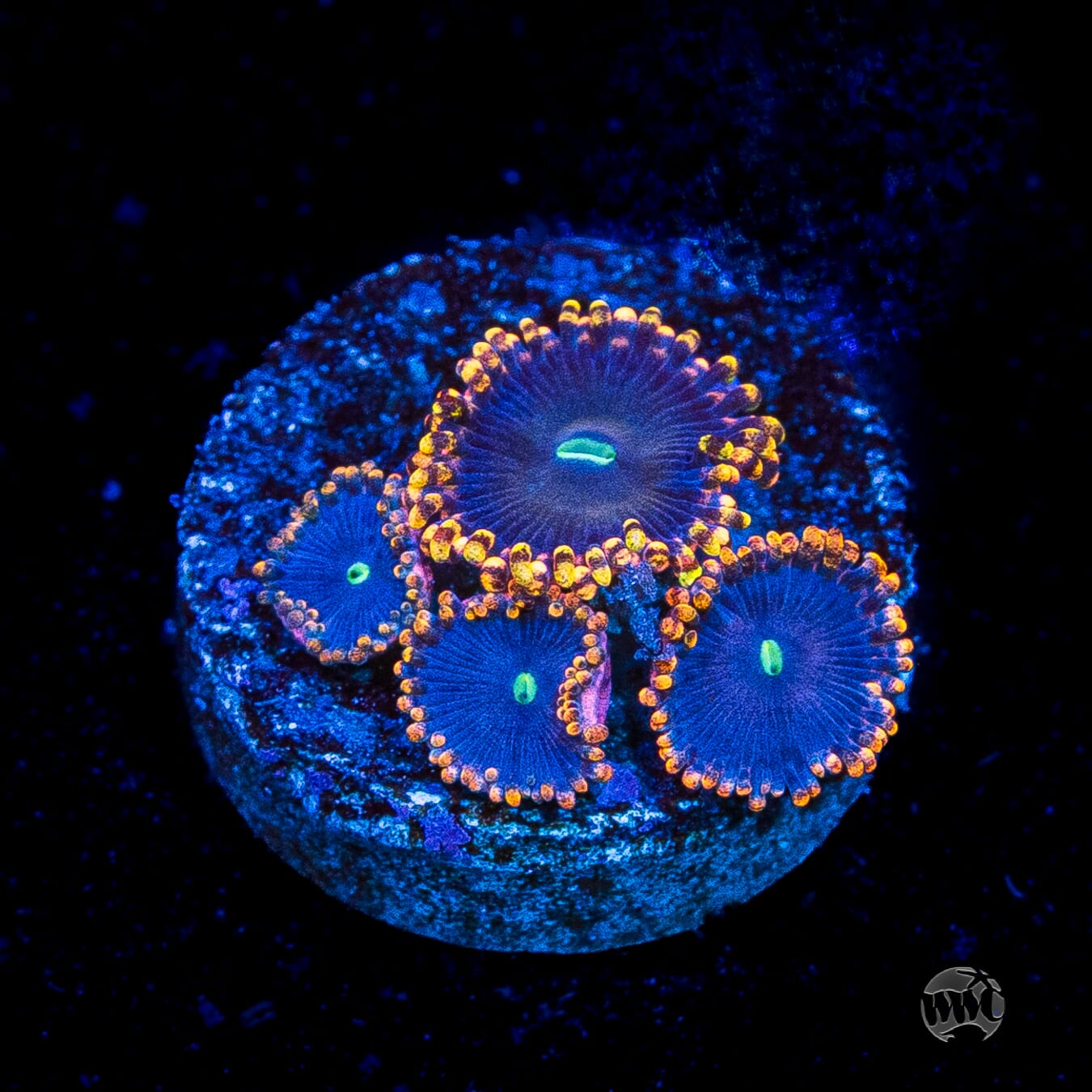 WWC Ultimate Chaos Zoanthids
