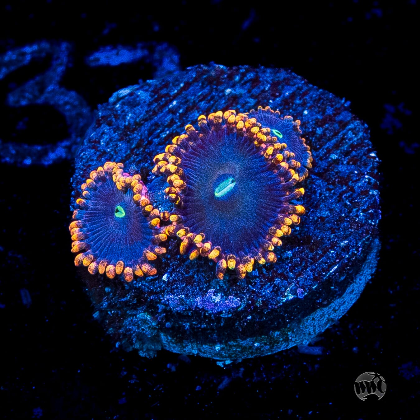 WWC Ultimate Chaos Zoanthids