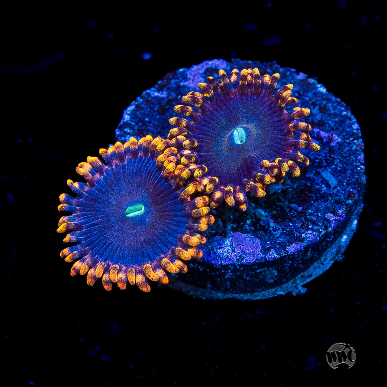 WWC Ultimate Chaos Zoanthids